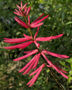 Mamou Bean, Coral Bean, Cherokee Bean, Redcardinal, Cardinal Spear, Erythrina herbacea